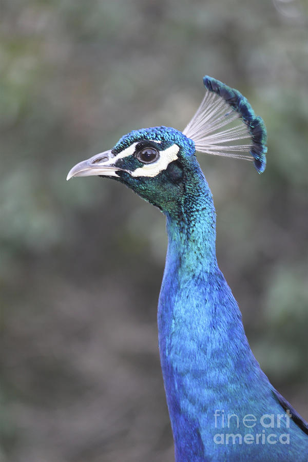 Peacock Photograph - Peacock by Carolyn Brown