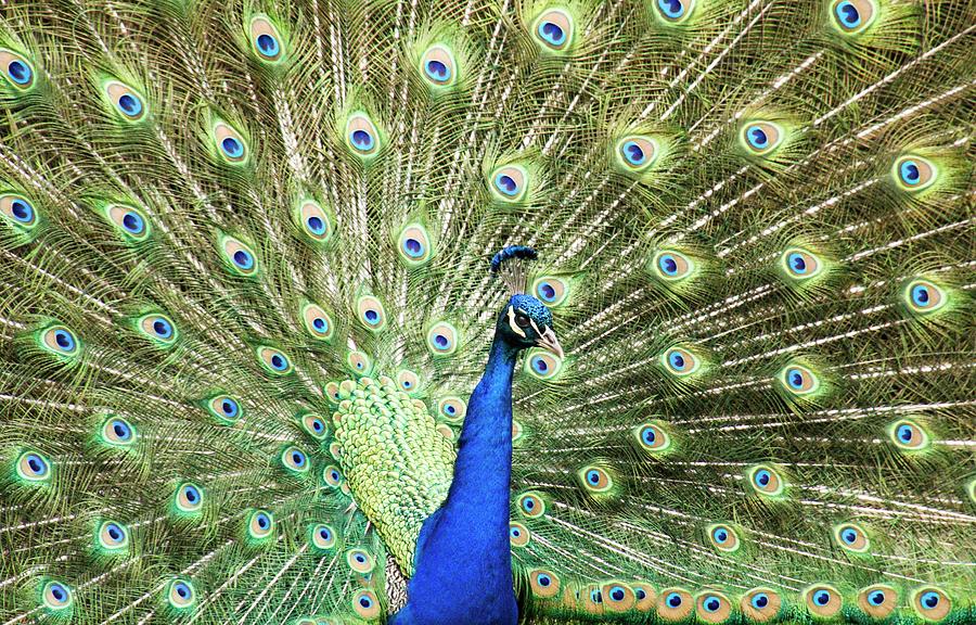 Peacock Digital Art by Carrie Epley - Fine Art America