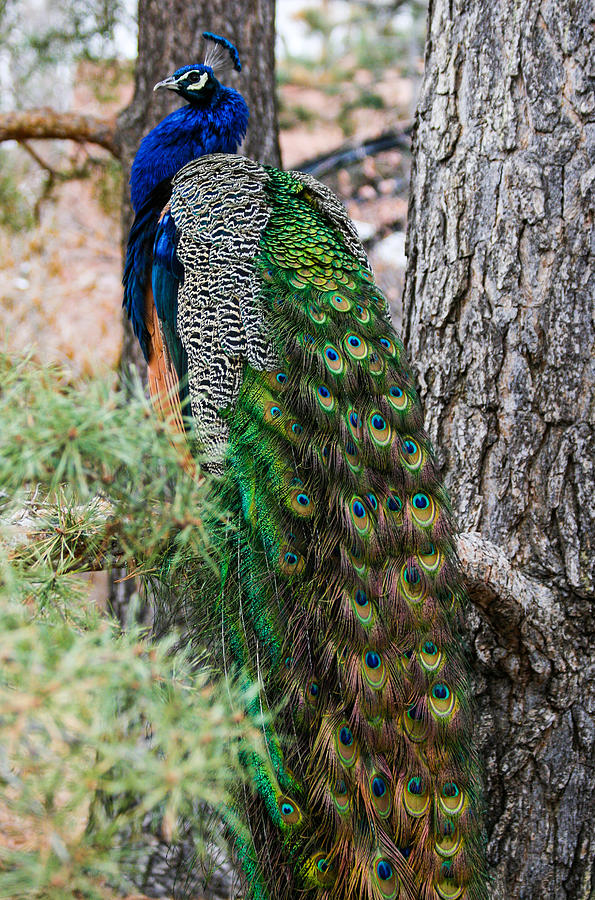 Peacock Cascade Photograph by Mindy Musick King