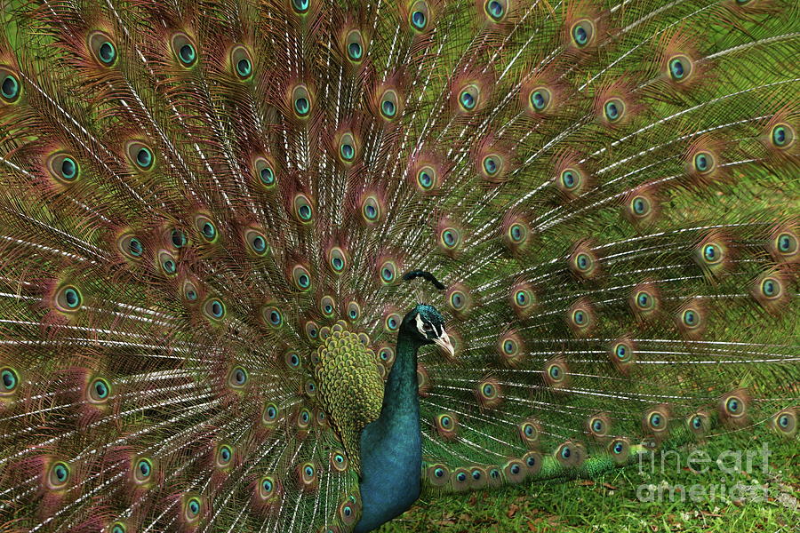Peacock Photograph by Christiane Schulze Art And Photography