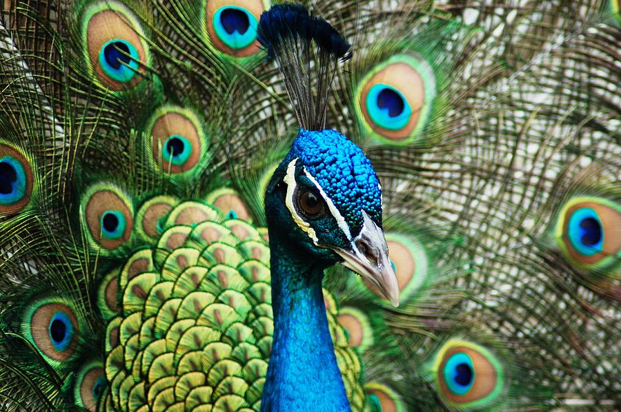 Peacock Photograph - Peacock Close Up View by Matt Quest