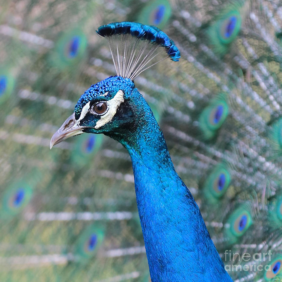 Peacock Closeup Photograph by Carol Groenen