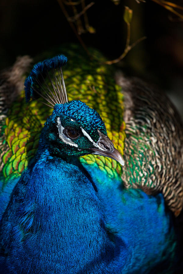 Peacock Photograph - Peacock Closeup by Karol Livote