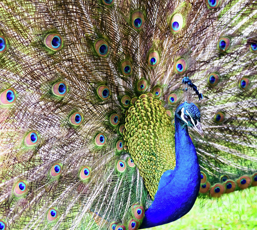 Peacock Photograph by Colin Rayner