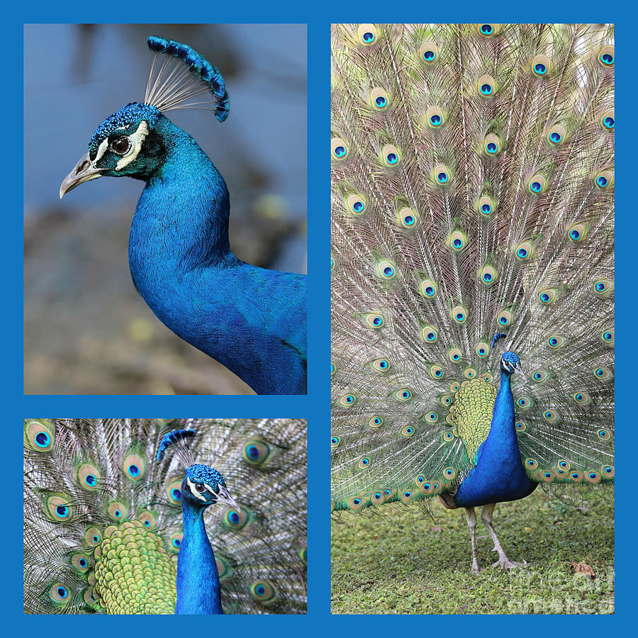 Peacock Collage in Blue Photograph by Carol Groenen