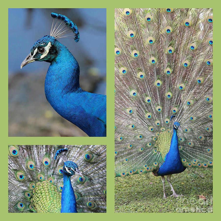 Peacock Collage in Lime Green Photograph by Carol Groenen
