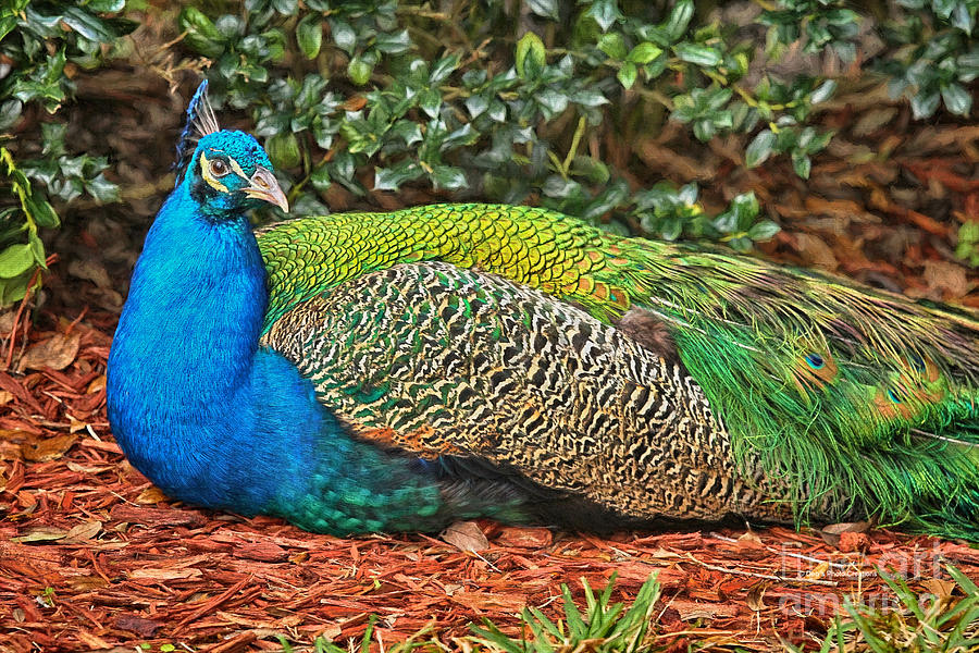Peacock Colors Painting by Deborah Benoit