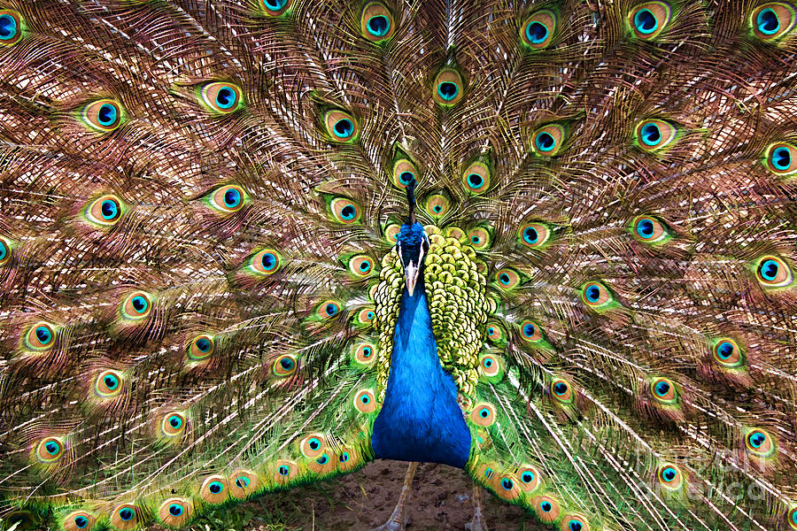 Peacock Courtship Photograph by Barbara McMahon