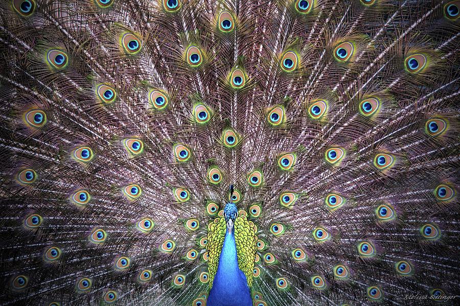 Peacock Courtship Display Photograph by Melissa Bittinger