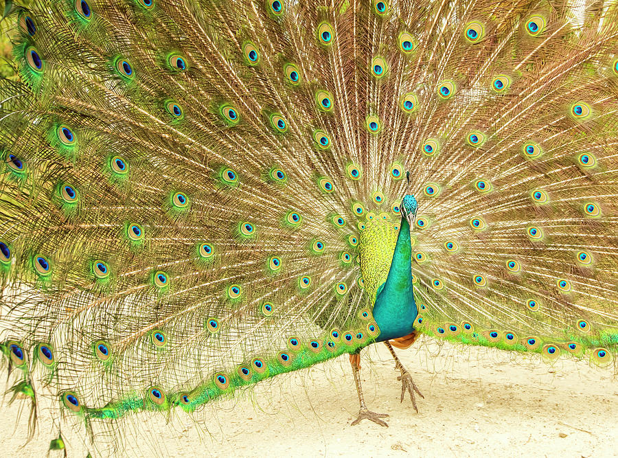 Peacock Dance Photograph by Jelieta Walinski
