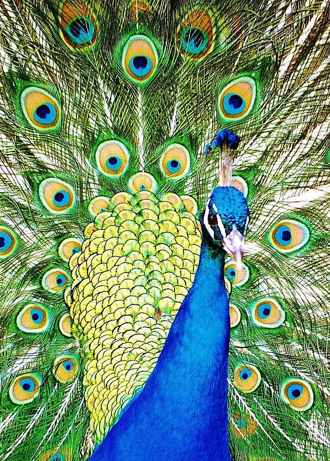 Peacock Photograph by Daniel Thompson