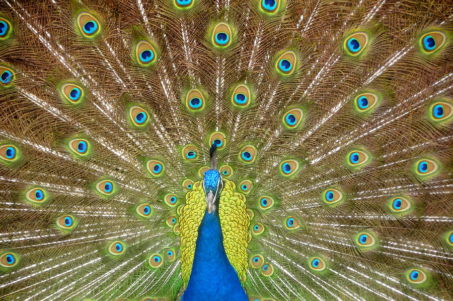 Peacock Photograph by David Lee Thompson