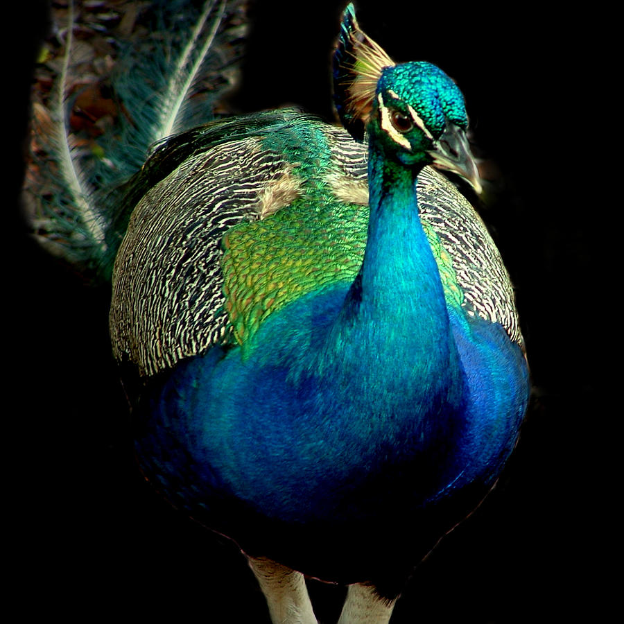 Peacock Photograph by David Weeks