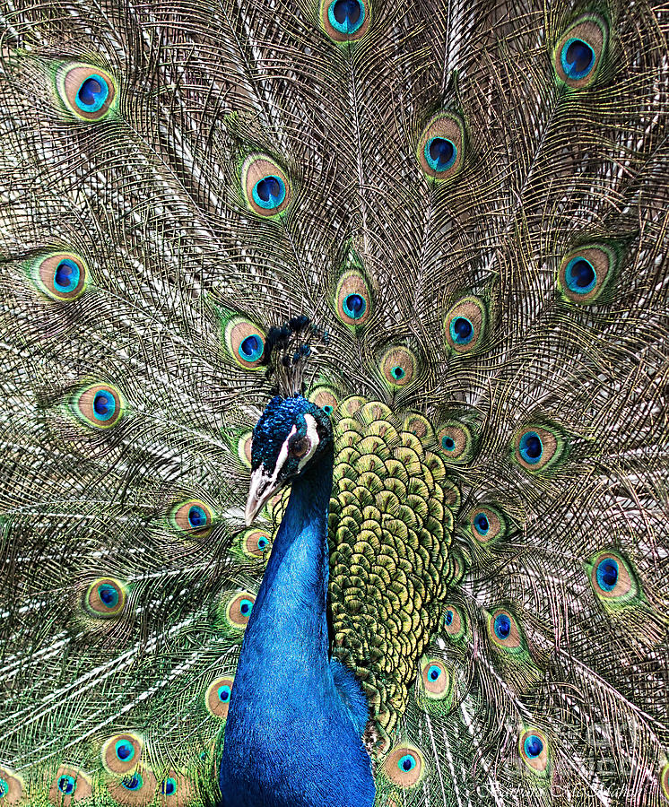 Peacock Display Photograph by Barbara McMahon