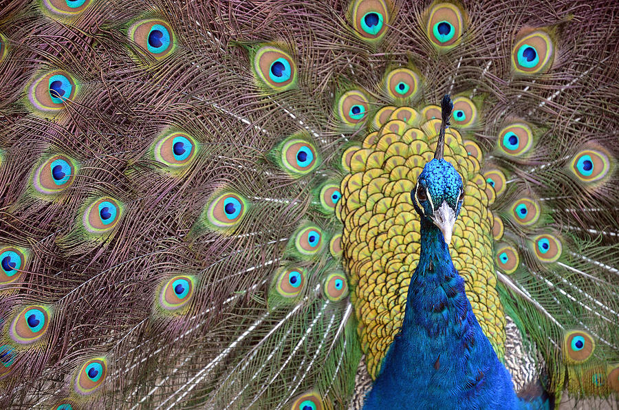 Peacock Display II Photograph by Laura Mountainspring