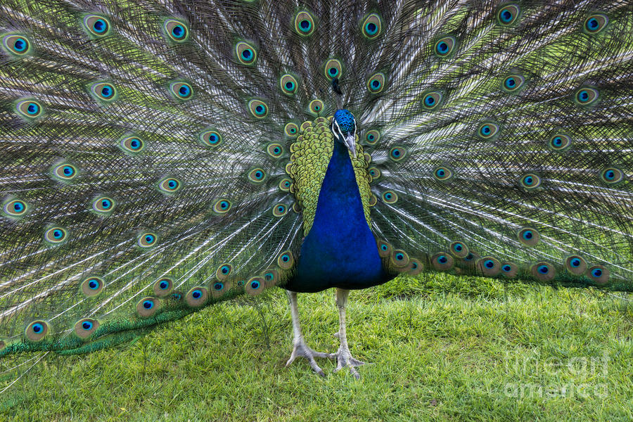 Peacock display Photograph by Inge Riis McDonald
