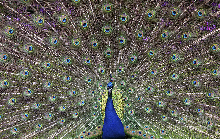 Peacock Display Photograph by Tim Gainey