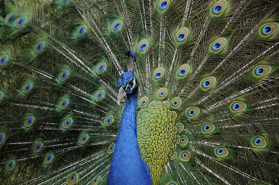 Peacock Displaying Closeup Photograph by Bradford Martin