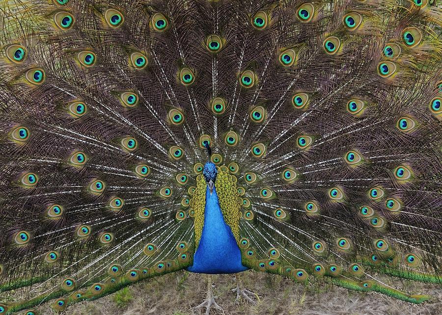 Peacock Displaying Feathers Photograph by Bradford Martin