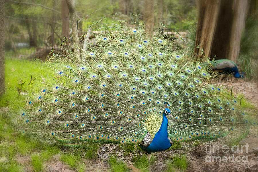 Peacock Displaying His Feathers Photograph by Bonnie Barry