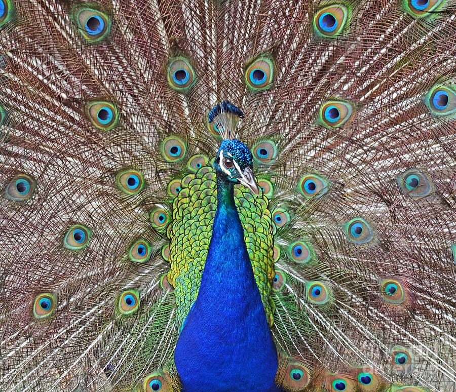 Peacock Displaying His Plumage Photograph by Jim Fitzpatrick