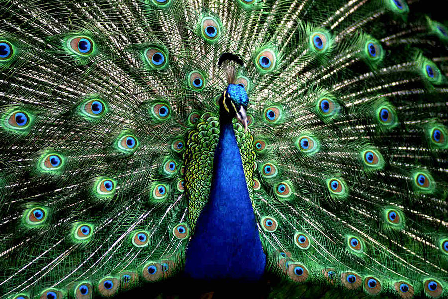 Peacock Photograph by Dragica  Micki Fortuna
