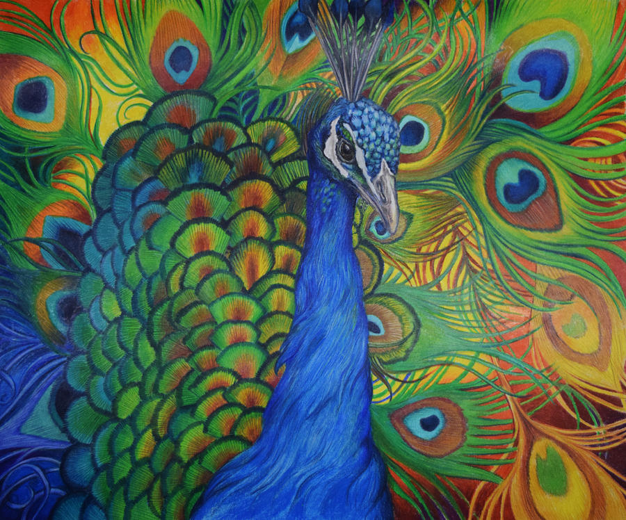 Download Peacock Drawing Drawing by Sonja Oldenburg