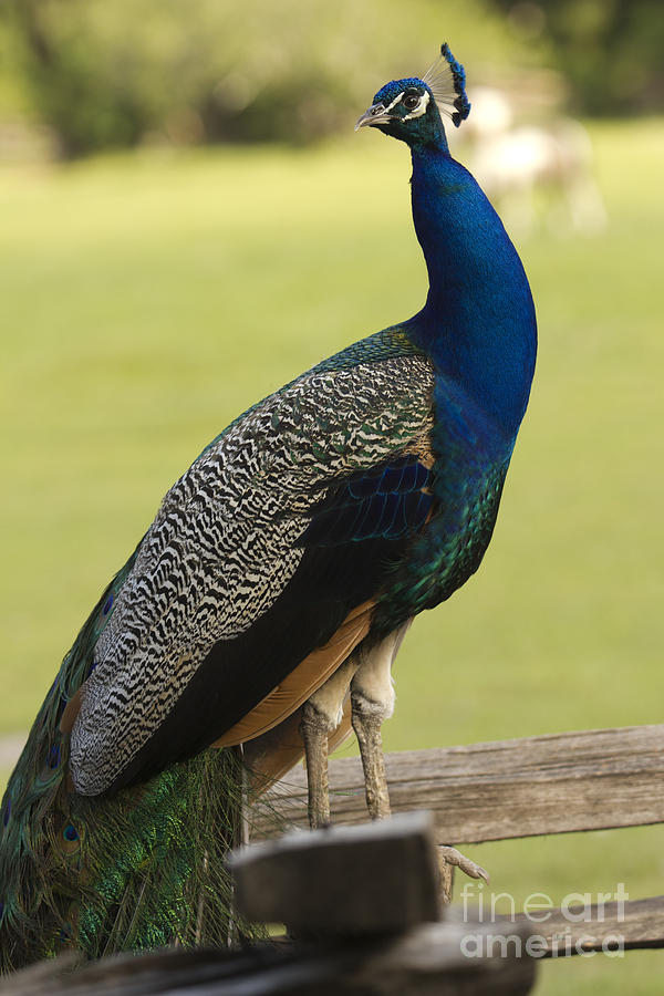Peacock  Photograph by Dustin K Ryan
