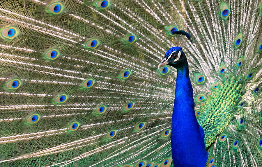 Peacock Photograph by Elenarts - Elena Duvernay photo