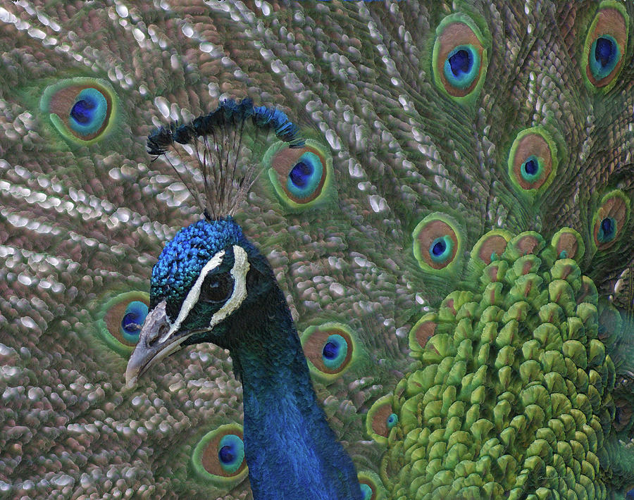 Peacock Enhanced Photograph by Ernest Echols
