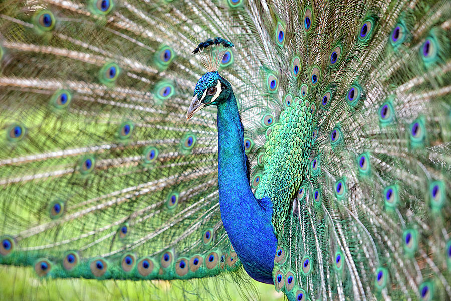 Peacock Photograph - Peacock by Eunice Gibb