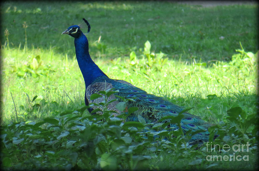 Peacock Photograph by Evie Hanlon