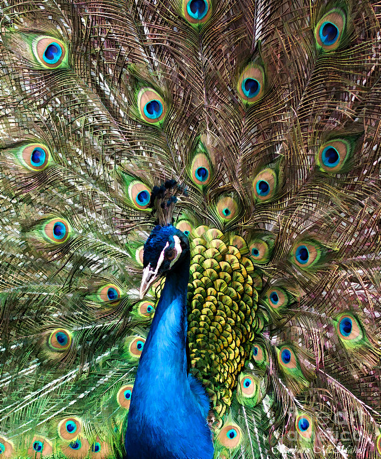 Peacock Extravaganza Photograph by Barbara McMahon