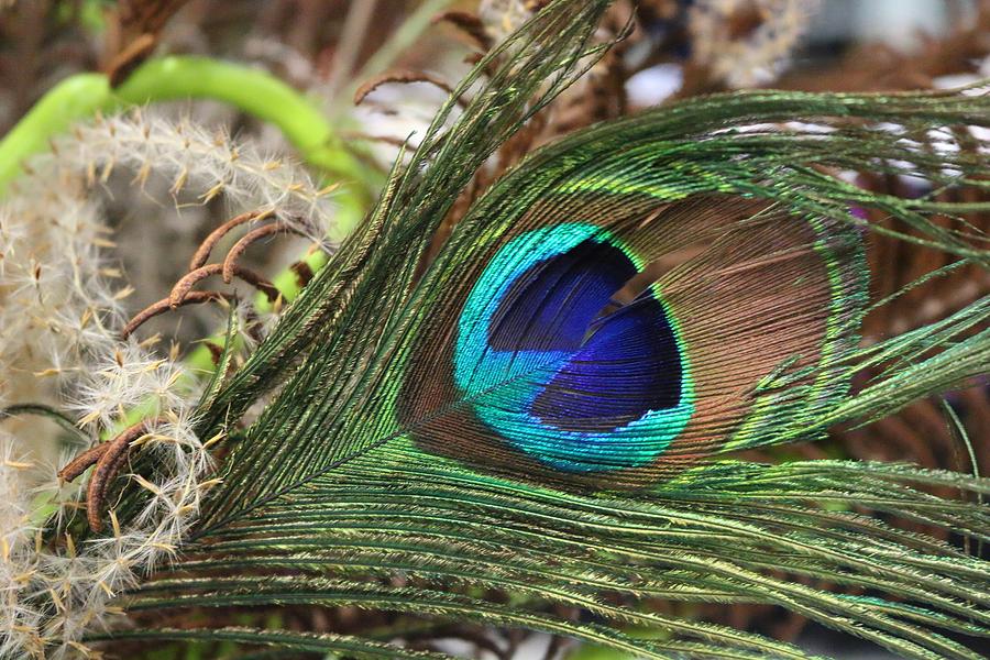 Peacock Eye Photograph by Living Color Photography Lorraine Lynch