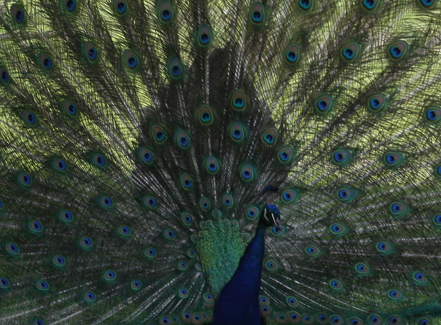 Peacock Photograph - Peacock Eyes by Michelle Miron-Rebbe