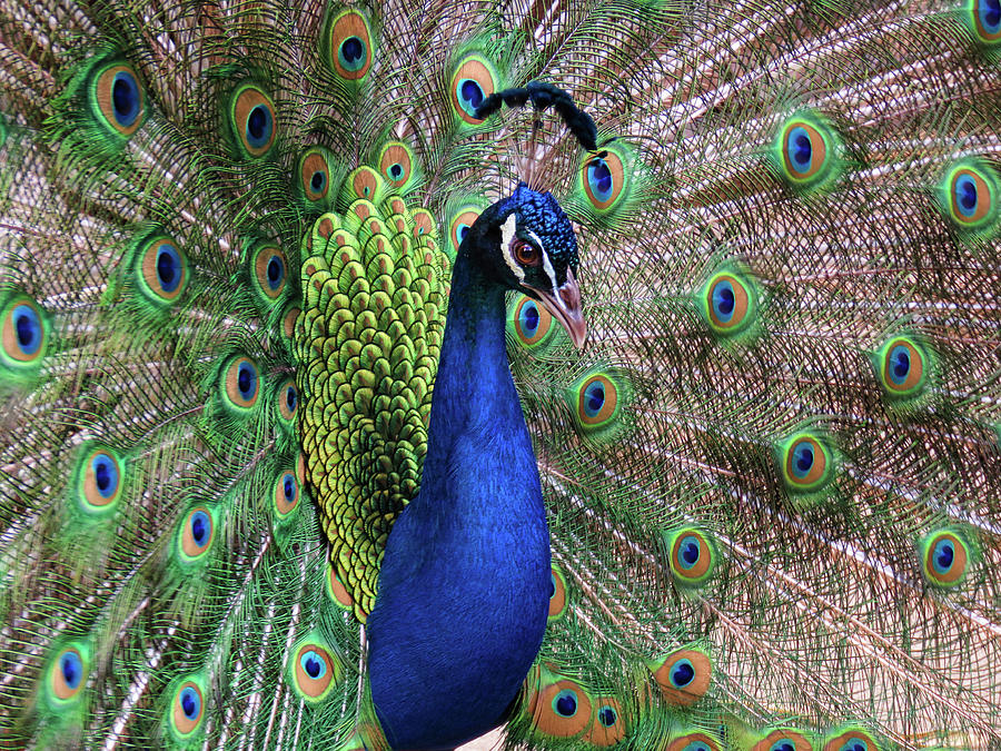 Peacock Fan 2 Photograph by Helaine Cummins