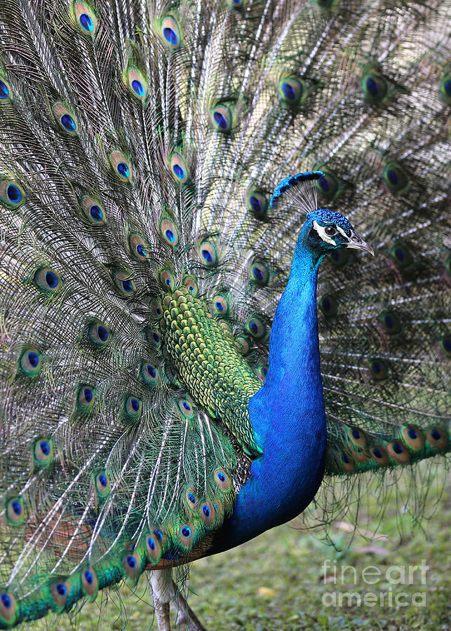 Peacock Fanfare Photograph by Carol Groenen