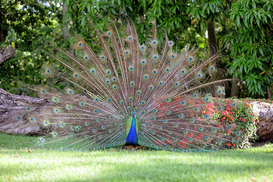 Peacock Fan Photograph by Eunice Gibb