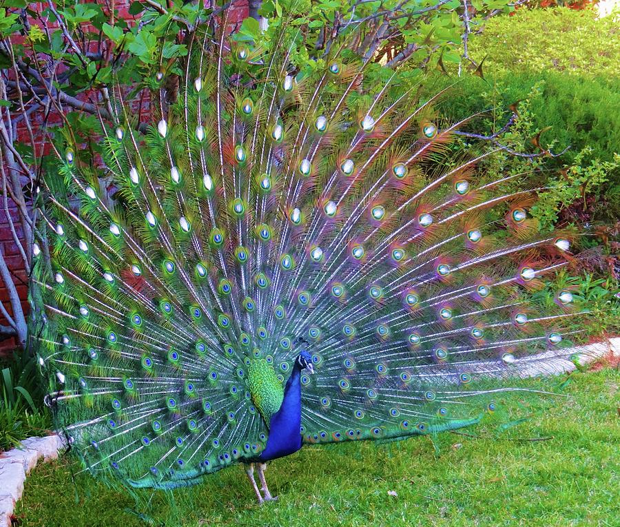 Peacock Fan in Full Bloom Photograph by Doris Aguirre