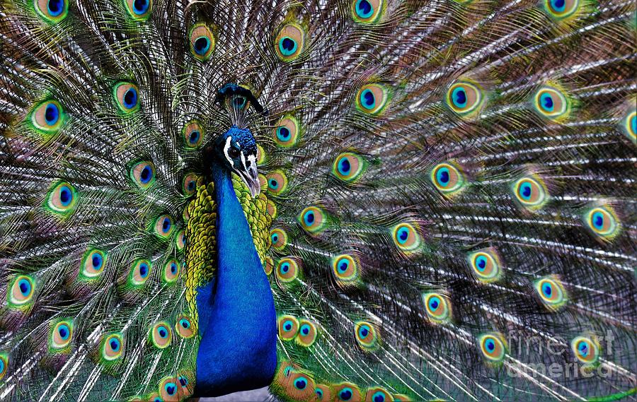 Peacock Fan Photograph by Julie Adair