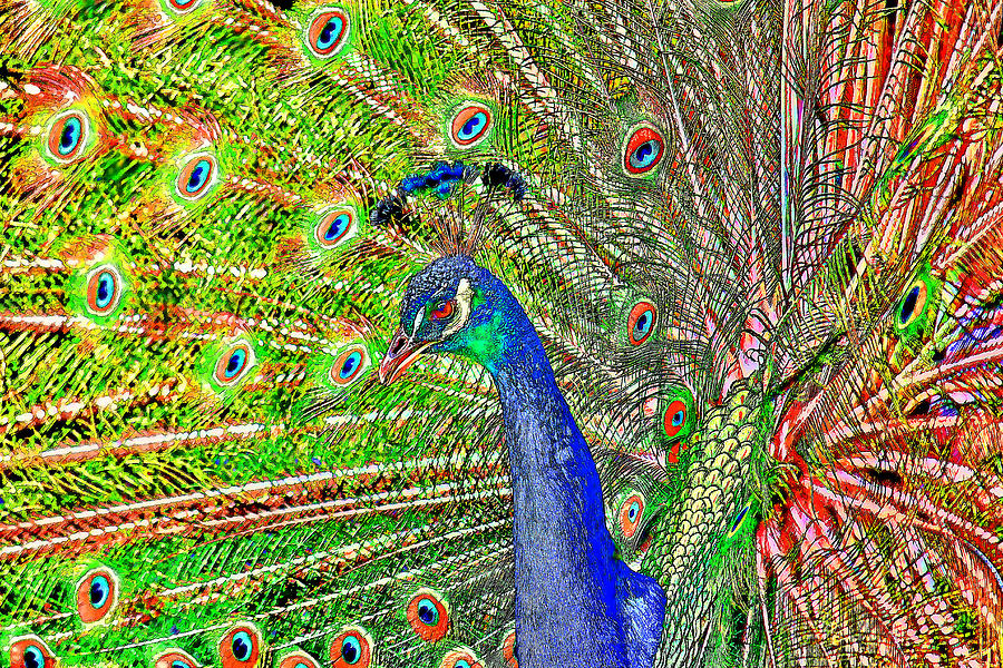 Peacock Fanned Tail Feathers Painting by Tracie Schiebel