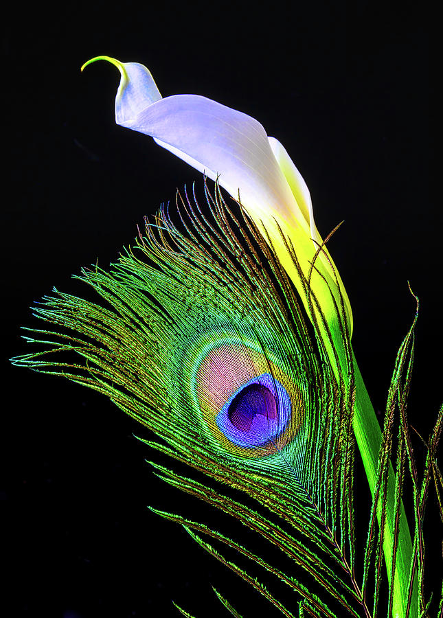 Peacock Feather And Calla Lily Photograph by Garry Gay