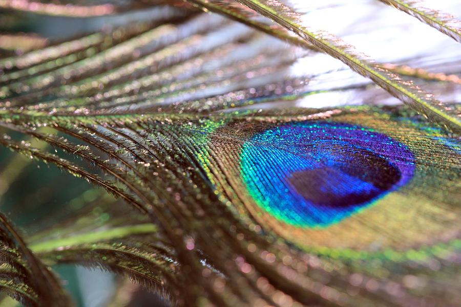 Peacock Feather and Strands Photograph by Angela Murdock