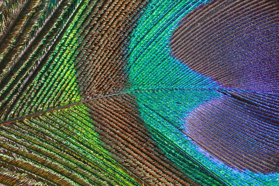 Peacock Feather Close Up Photograph by Angela Murdock