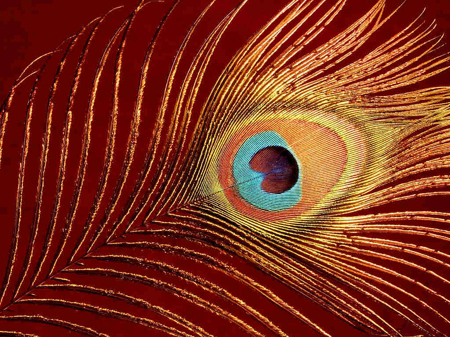 Peacock Feather Photograph by Dragica  Micki Fortuna