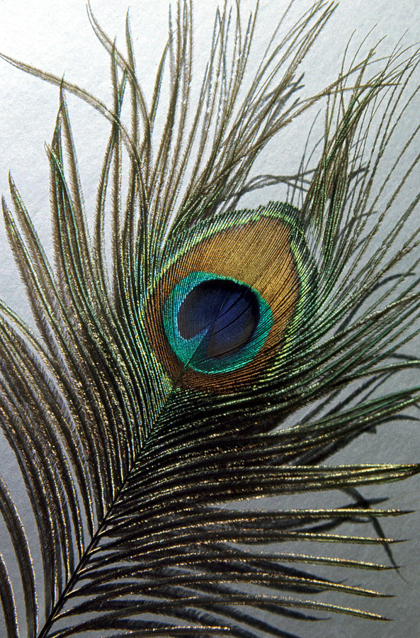 Peacock Feather Photograph by Granger - Fine Art America