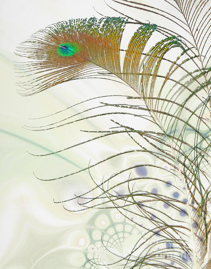 Peacock Feather Photograph by Jan Piller
