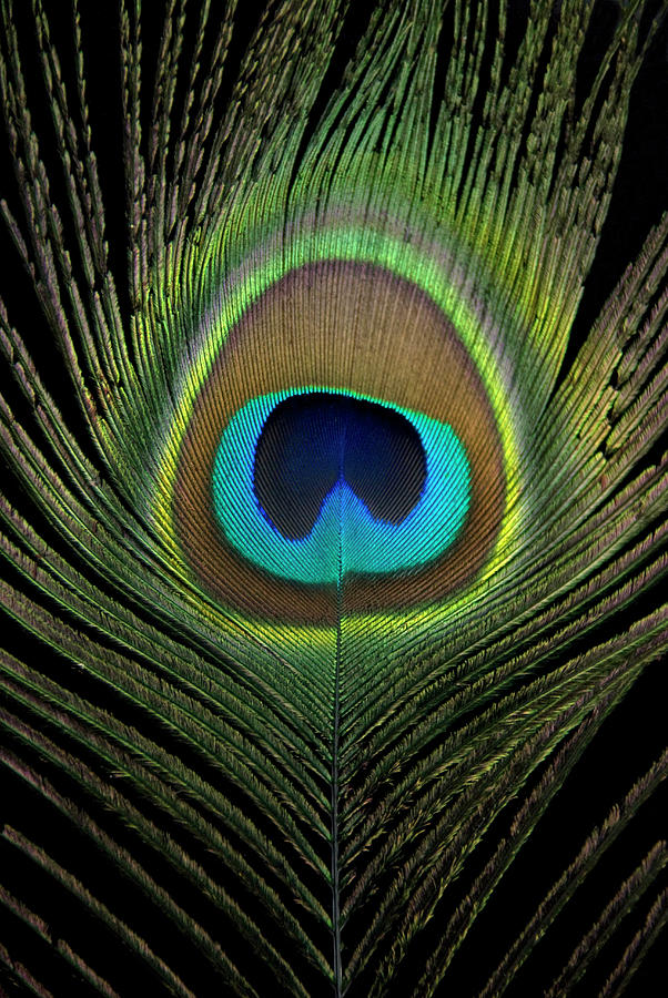Feather Photograph - Peacock Feather by Jessica Wakefield Feather Photograph - Peacock Feather by Jessica Wakefield