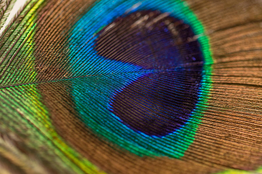 Peacock Feather Macro Detail Photograph by Amber Flowers