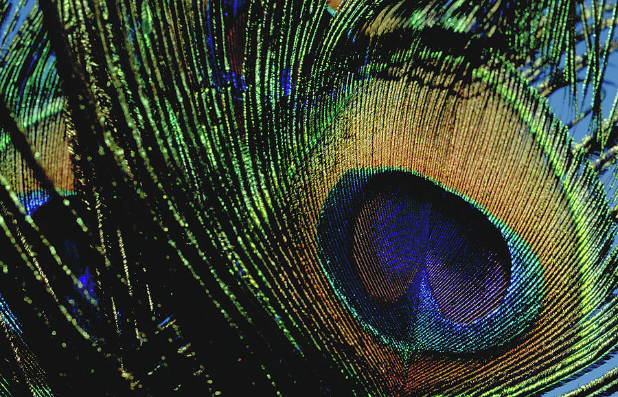 Peacock feather Photograph by Michael Mogensen